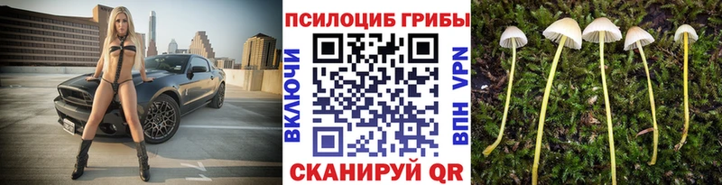 где купить наркоту  Менделеевск  Псилоцибиновые грибы Psilocybine cubensis 